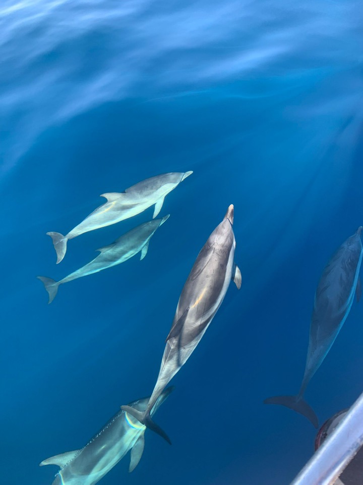 Gulf of Corinth Dolphins 2024 1.jpg